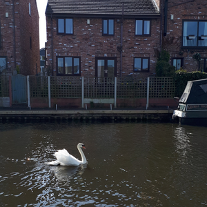 a swan swimming down a canal next to homes and a boat
