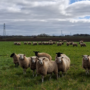 A close image of a flock of sheep standing in a field. Pic 8 of 8
